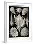 Gastropods-Ernst Haeckel-Framed Art Print