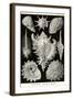 Gastropods-Ernst Haeckel-Framed Art Print