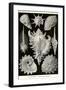 Gastropods-Ernst Haeckel-Framed Art Print