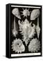 Gastropods-Ernst Haeckel-Framed Stretched Canvas
