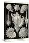 Gastropods-Ernst Haeckel-Stretched Canvas