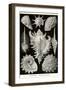 Gastropods-Ernst Haeckel-Framed Art Print