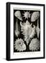 Gastropods-Ernst Haeckel-Framed Art Print