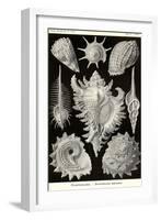 Gastropods-Ernst Haeckel-Framed Art Print
