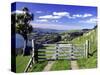 Gate and Cabbage Tree on Otago Peninsula, New Zealand-David Wall-Stretched Canvas