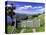 Gate and Cabbage Tree on Otago Peninsula, New Zealand-David Wall-Stretched Canvas