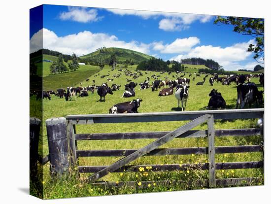 Gate and Dairy Farm near Kaikohe, Northland, New Zealand-David Wall-Stretched Canvas