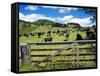 Gate and Dairy Farm near Kaikohe, Northland, New Zealand-David Wall-Framed Stretched Canvas