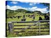 Gate and Dairy Farm near Kaikohe, Northland, New Zealand-David Wall-Stretched Canvas