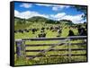 Gate and Dairy Farm near Kaikohe, Northland, New Zealand-David Wall-Framed Stretched Canvas