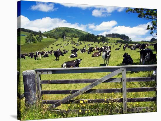 Gate and Dairy Farm near Kaikohe, Northland, New Zealand-David Wall-Stretched Canvas