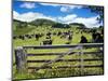 Gate and Dairy Farm near Kaikohe, Northland, New Zealand-David Wall-Mounted Photographic Print