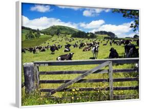 Gate and Dairy Farm near Kaikohe, Northland, New Zealand-David Wall-Framed Photographic Print