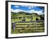 Gate and Dairy Farm near Kaikohe, Northland, New Zealand-David Wall-Framed Photographic Print