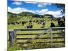Gate and Dairy Farm near Kaikohe, Northland, New Zealand-David Wall-Mounted Photographic Print