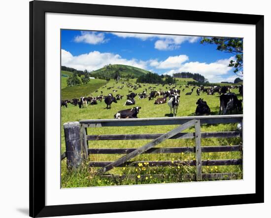 Gate and Dairy Farm near Kaikohe, Northland, New Zealand-David Wall-Framed Photographic Print