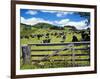 Gate and Dairy Farm near Kaikohe, Northland, New Zealand-David Wall-Framed Photographic Print