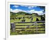 Gate and Dairy Farm near Kaikohe, Northland, New Zealand-David Wall-Framed Photographic Print