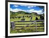 Gate and Dairy Farm near Kaikohe, Northland, New Zealand-David Wall-Framed Photographic Print