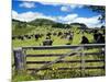 Gate and Dairy Farm near Kaikohe, Northland, New Zealand-David Wall-Mounted Photographic Print