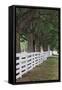 Gate and white wooden fence and overhanging trees, Shaker Village of Pleasant Hill, Harrodsburg, KY-Adam Jones-Framed Stretched Canvas