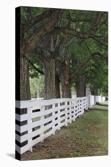 Gate and white wooden fence and overhanging trees, Shaker Village of Pleasant Hill, Harrodsburg, KY-Adam Jones-Stretched Canvas