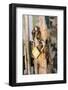 Gate, Padlock-Catharina Lux-Framed Photographic Print