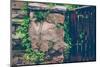 Gate, wall, plant, Russianvine-Jule Leibnitz-Mounted Photographic Print