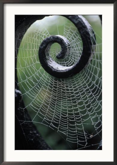 Gate with Spider Web, the Breakers, Newport, RI-Kindra Clineff-Framed Photographic Print