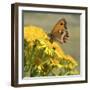 Gatekeeper Butterfly-Adrian Campfield-Framed Giclee Print