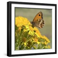 Gatekeeper Butterfly-Adrian Campfield-Framed Giclee Print