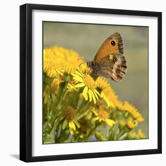 Gatekeeper Butterfly-Adrian Campfield-Framed Giclee Print