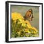 Gatekeeper Butterfly-Adrian Campfield-Framed Giclee Print