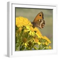 Gatekeeper Butterfly-Adrian Campfield-Framed Giclee Print