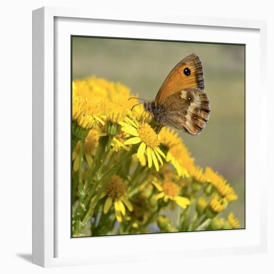 Gatekeeper Butterfly-Adrian Campfield-Framed Giclee Print