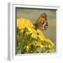 Gatekeeper Butterfly-Adrian Campfield-Framed Giclee Print