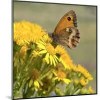 Gatekeeper Butterfly-Adrian Campfield-Mounted Giclee Print