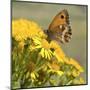 Gatekeeper Butterfly-Adrian Campfield-Mounted Giclee Print