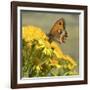 Gatekeeper Butterfly-Adrian Campfield-Framed Giclee Print