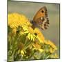 Gatekeeper Butterfly-Adrian Campfield-Mounted Giclee Print