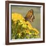 Gatekeeper Butterfly-Adrian Campfield-Framed Giclee Print