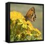 Gatekeeper Butterfly-Adrian Campfield-Framed Stretched Canvas