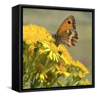 Gatekeeper Butterfly-Adrian Campfield-Framed Stretched Canvas