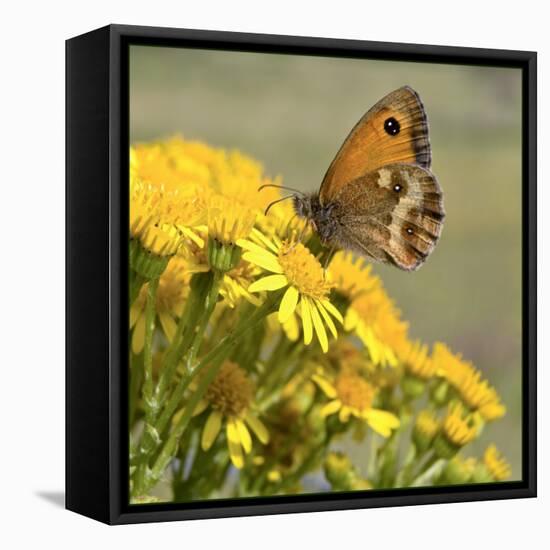 Gatekeeper Butterfly-Adrian Campfield-Framed Stretched Canvas