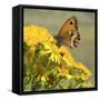 Gatekeeper Butterfly-Adrian Campfield-Framed Stretched Canvas