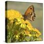 Gatekeeper Butterfly-Adrian Campfield-Stretched Canvas