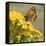 Gatekeeper Butterfly-Adrian Campfield-Framed Stretched Canvas