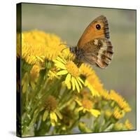 Gatekeeper Butterfly-Adrian Campfield-Stretched Canvas