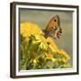 Gatekeeper Butterfly-Adrian Campfield-Framed Giclee Print