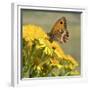 Gatekeeper Butterfly-Adrian Campfield-Framed Giclee Print